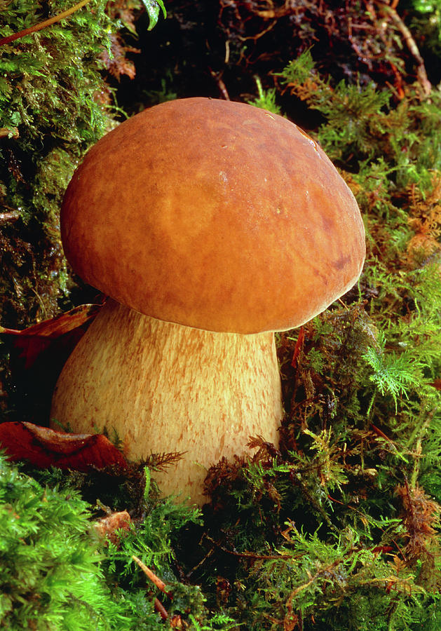 Penny Bun Fungus Boletus Edulis Photograph By John Wright Science   Penny Bun Fungus Boletus Edulis John Wrightscience Photo Library 