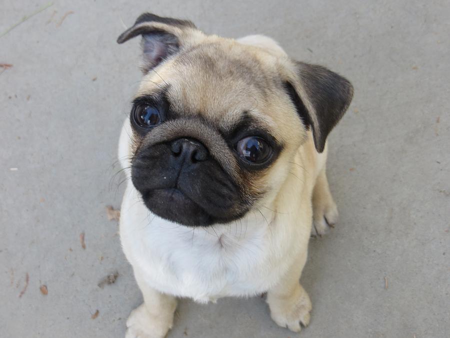 Penny Pug Photograph by Melody Gough | Fine Art America