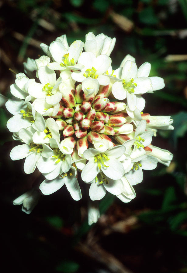 Pennycress (thlaspi Praecox) Photograph by Science Photo Library Pennycress (thlaspi Praecox) Photograph by Science Photo Library