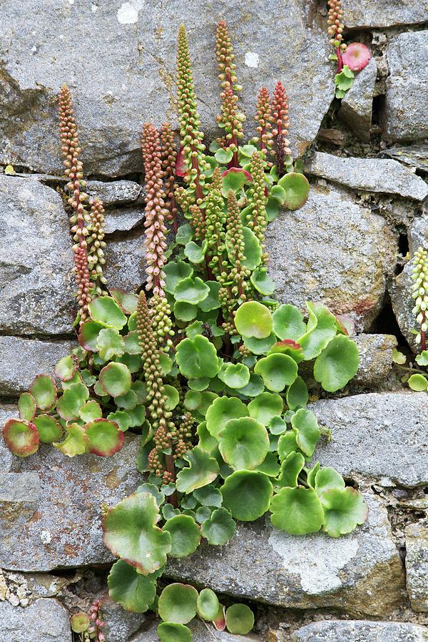 Angiosperm Photograph - Pennywort by Sinclair Stammers