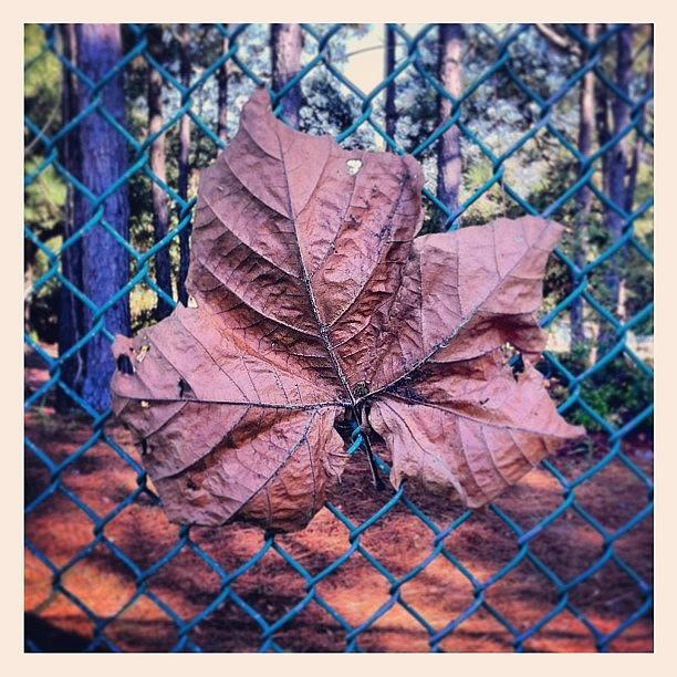 Leaf Photograph - #pensacola #leaf#fence#cage#air#iphone4 by Stephen Moody