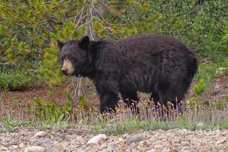 Wildlife Photograph - Pensive Black Bear by Charles Kozierok