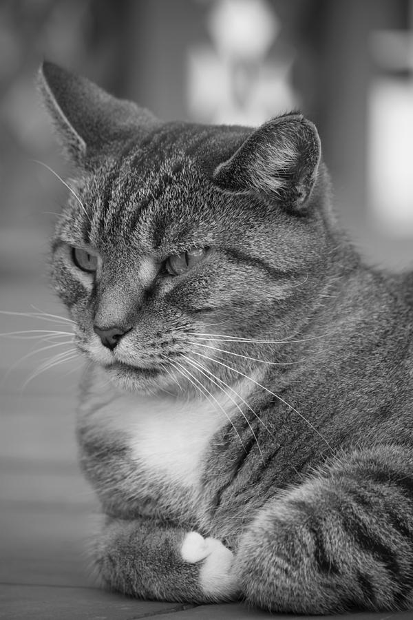 Pensive Cat Photograph by Jennifer E Doll