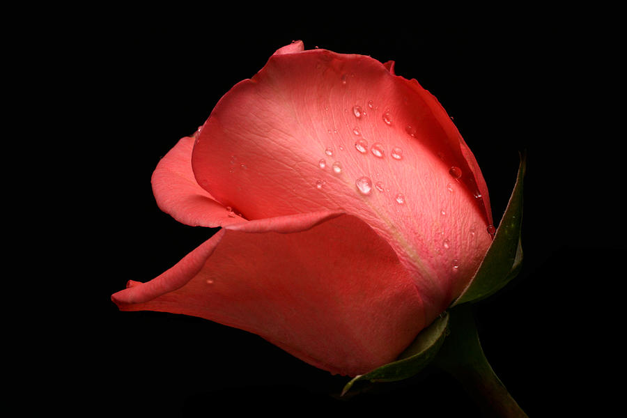 Rose Photograph - Pensive by Doug Norkum