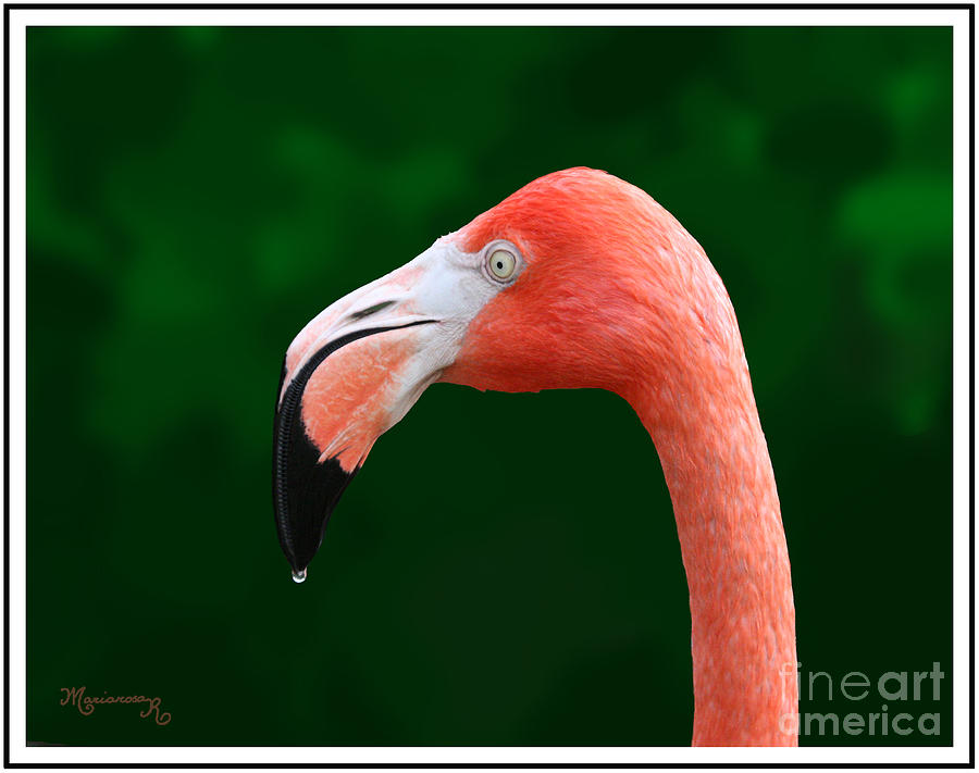 Pensive Flamingo Photograph by Mariarosa Rockefeller