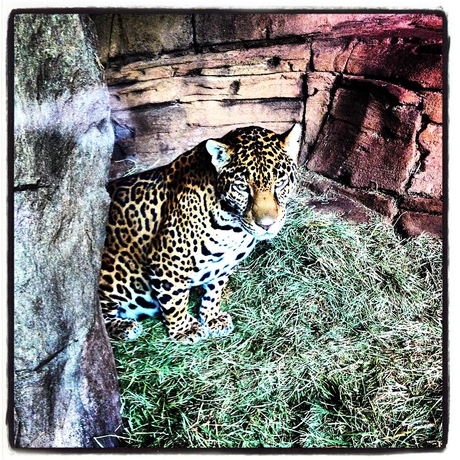 Pensive Jaguar Photograph by Gary Smith