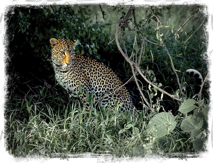 Pensive Leopard Photograph by Randy Green