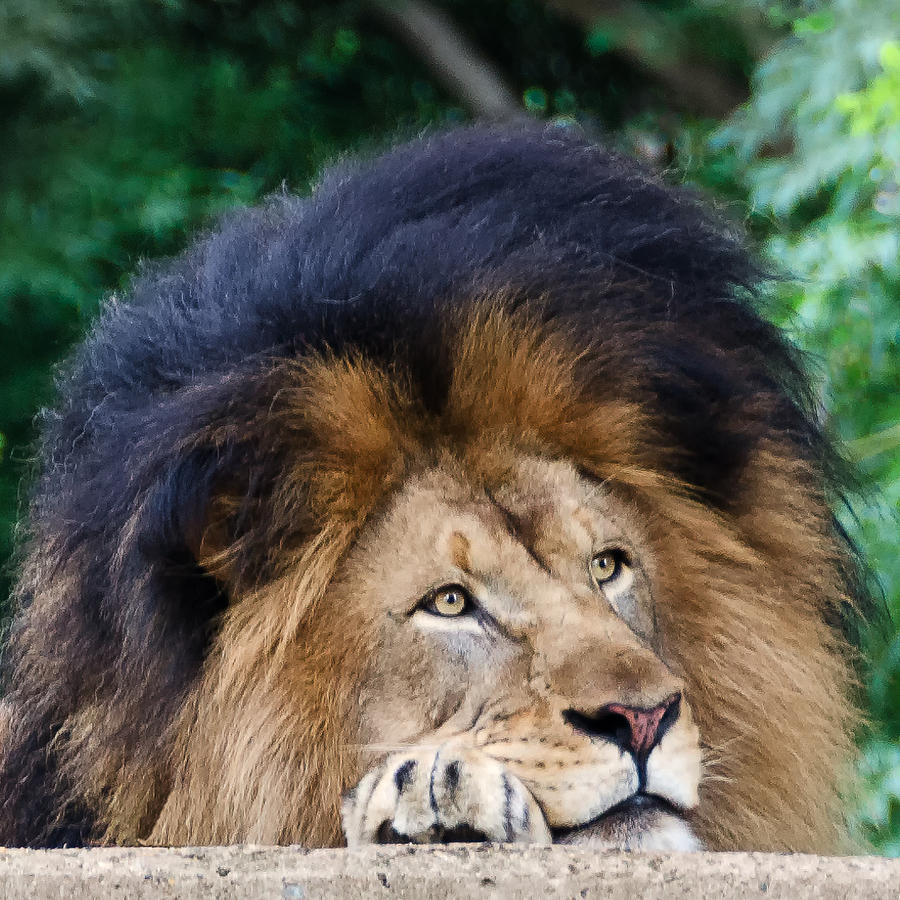 Pensive Lion Photograph by Georgette Grossman