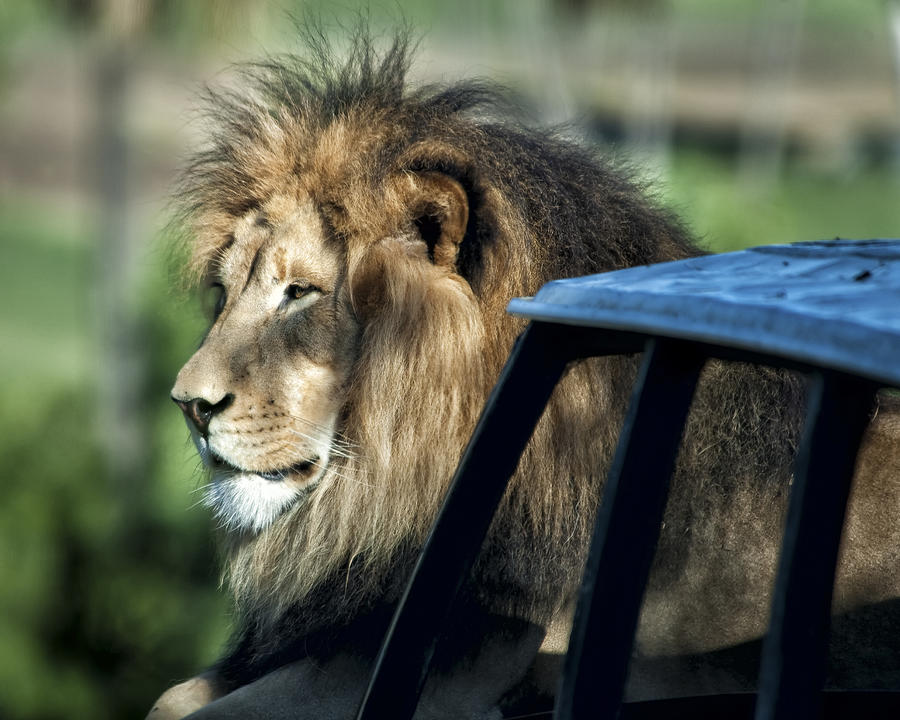 Lion Photograph - Pensive Lion by Joseph Erbacher