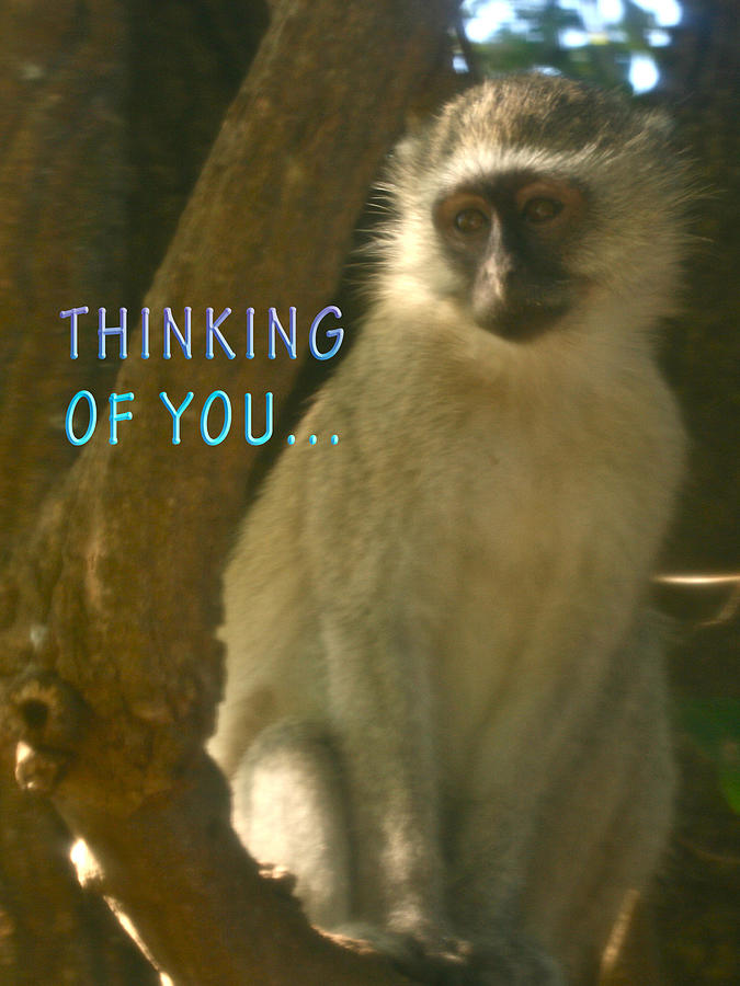 Pensive Monkey  Photograph by Karen Zuk Rosenblatt