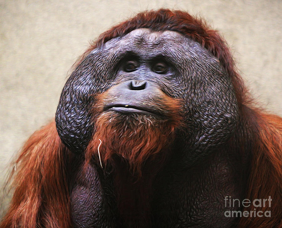 Monkey Photograph - Pensive Orangutan Textured captive by Clare VanderVeen