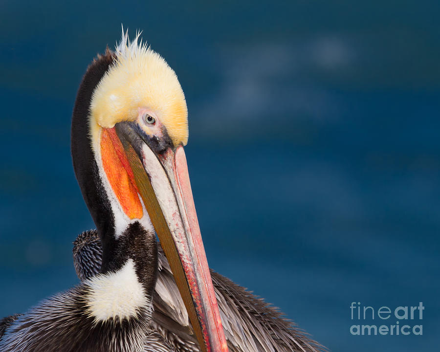 Brown Pelican Photograph - Pensive Pelican by Dale Nelson