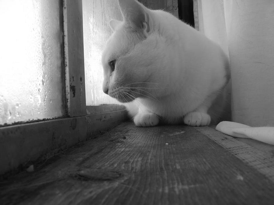 Cat Photograph - Pensive Snobi by James Rishel