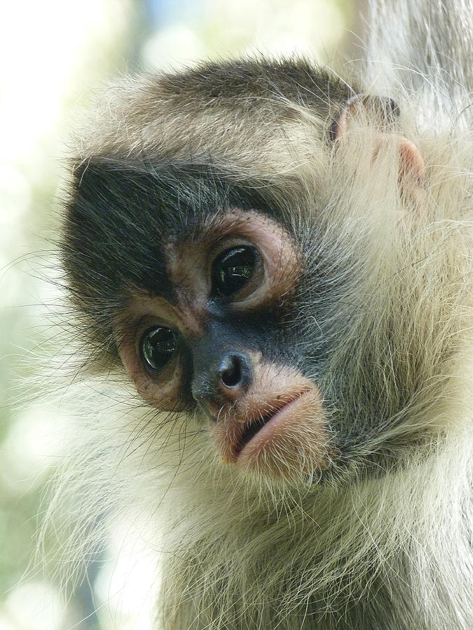 Pensive Young Spider Monkey Photograph by Margaret Saheed