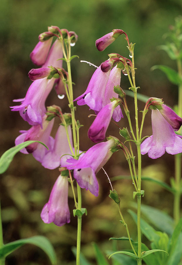 Penstemon 'alice Hindley' Photograph by Anthony Cooper/science Photo ...