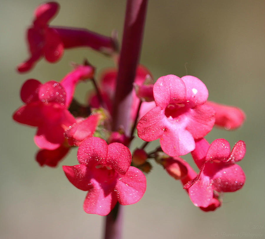 Penstemon Blooms Photograph by Aaron Burrows