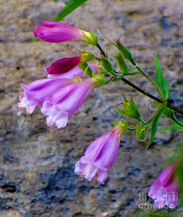 Penstemon Photograph by Michele Penner