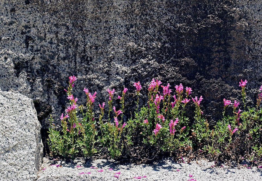 Penstemon Newberryi Photograph by Science Photo Library Penstemon Newberryi Photograph by Science Photo Library