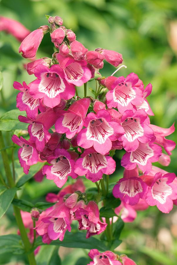 Penstemon 'overbury' Flowers Photograph by Adrian Thomas - Fine Art America