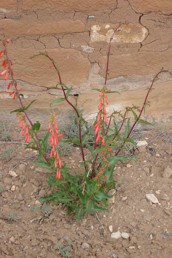 Penstemon Photograph by Susan Woodward