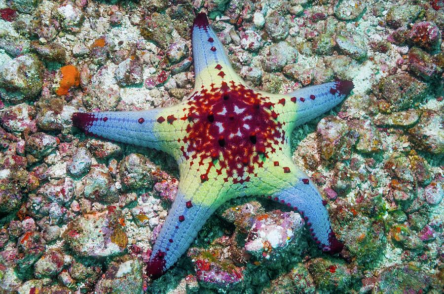 Animal Photograph - Pentaceraster Cushion Starfish by Georgette Douwma/scie...