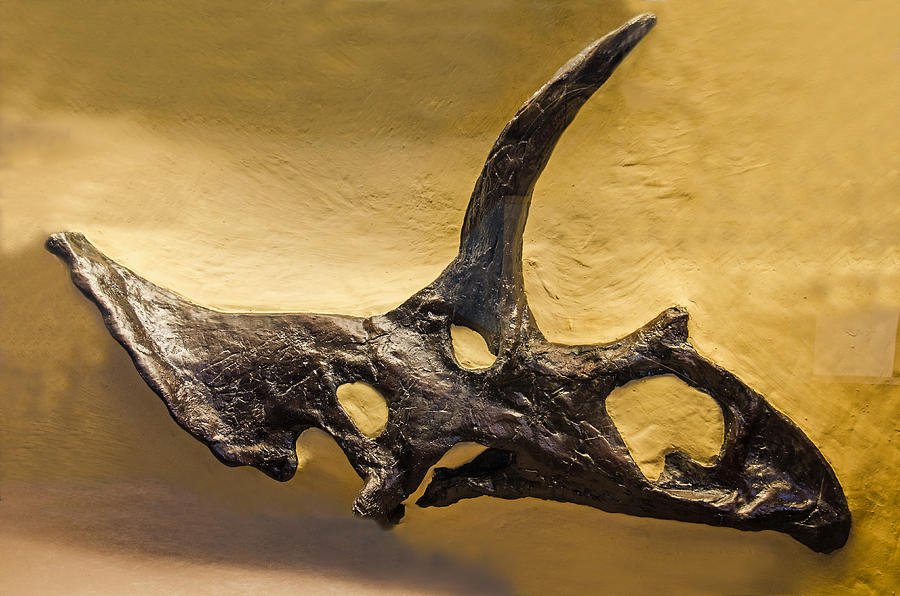 Pentaceratops Sternbergii Skull Fossil Photograph by Millard H. Sharp