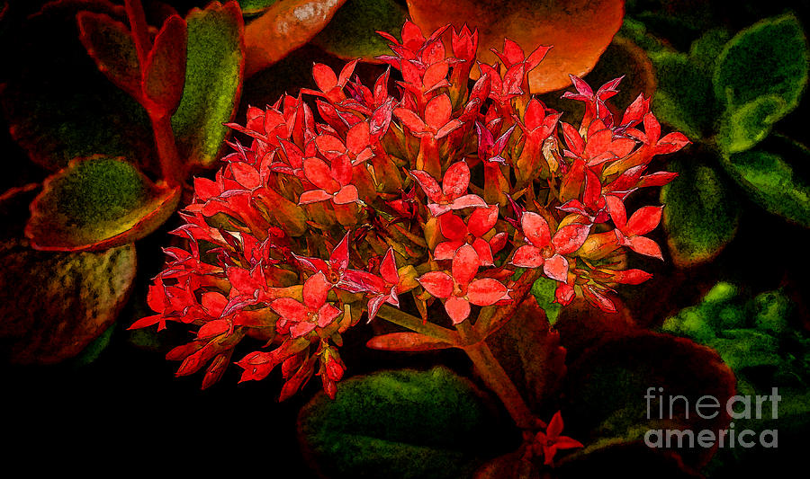 Pentas Painting Photograph by Dave Bosse