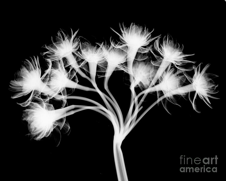 Pentaster Blossom X-ray Photograph by Bert Myers