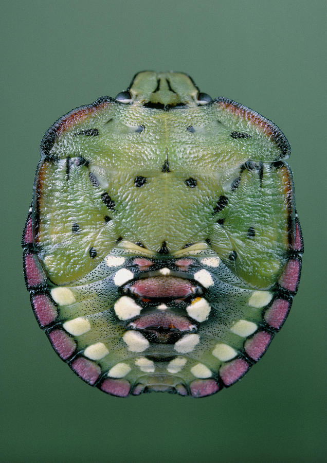 Pentatomid Bug Photograph by Perennou Nuridsany