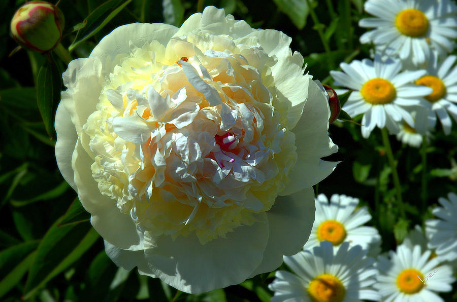 Peonie And Daisys Photograph by Bruce Carpenter