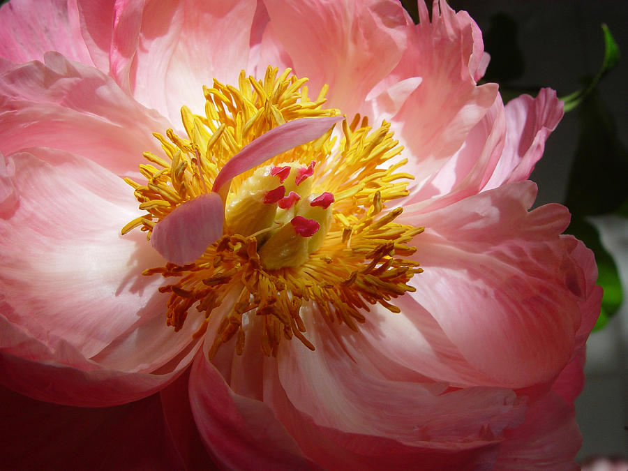 Peonie Photograph by Noa Mohlabane