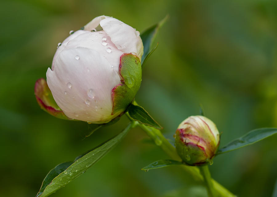 Peonies and Raindrops Photograph by Lindley Johnson
