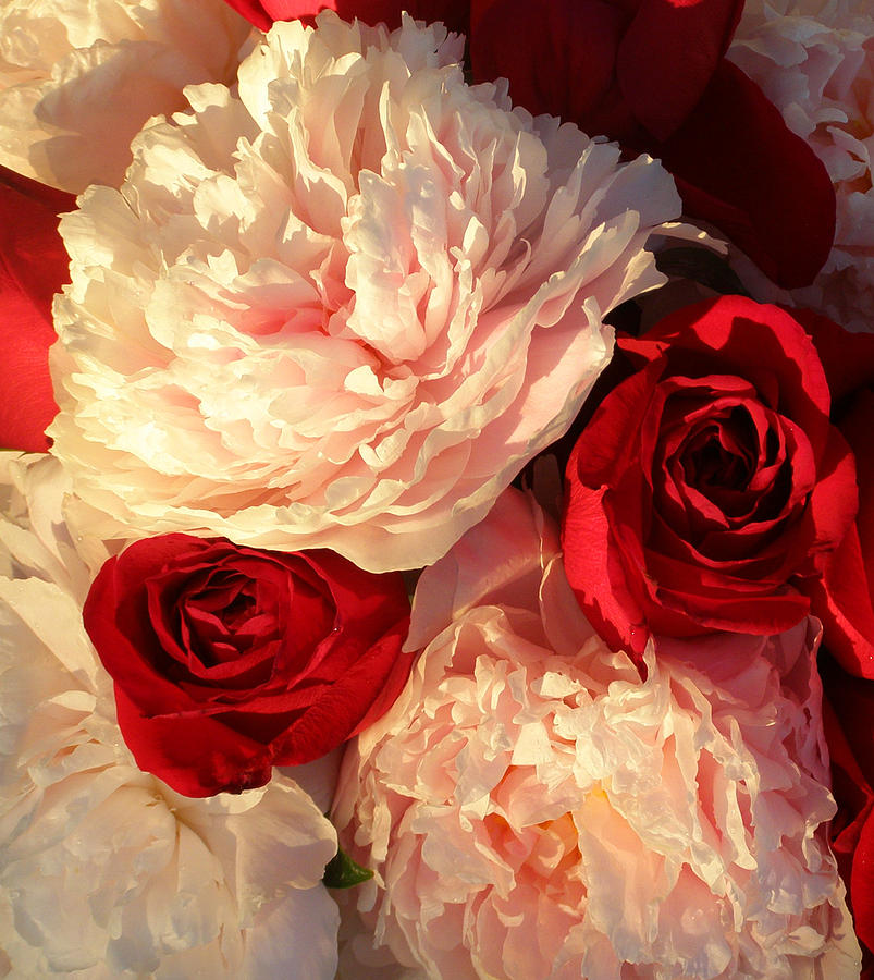 Peonies and Roses Photograph by Cathy Sosnowski Fine Art America