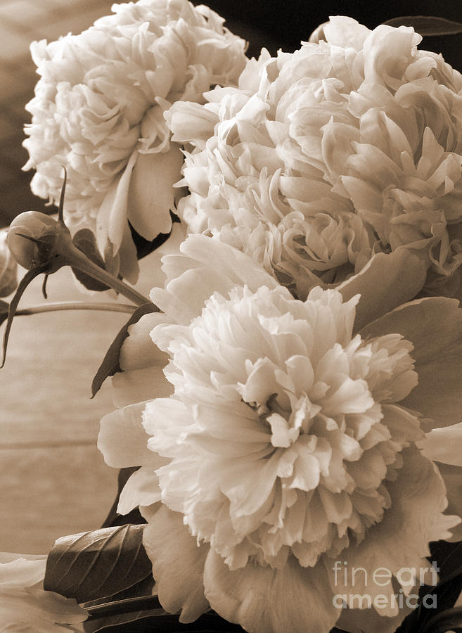 Peonies Photograph by Betty Morgan
