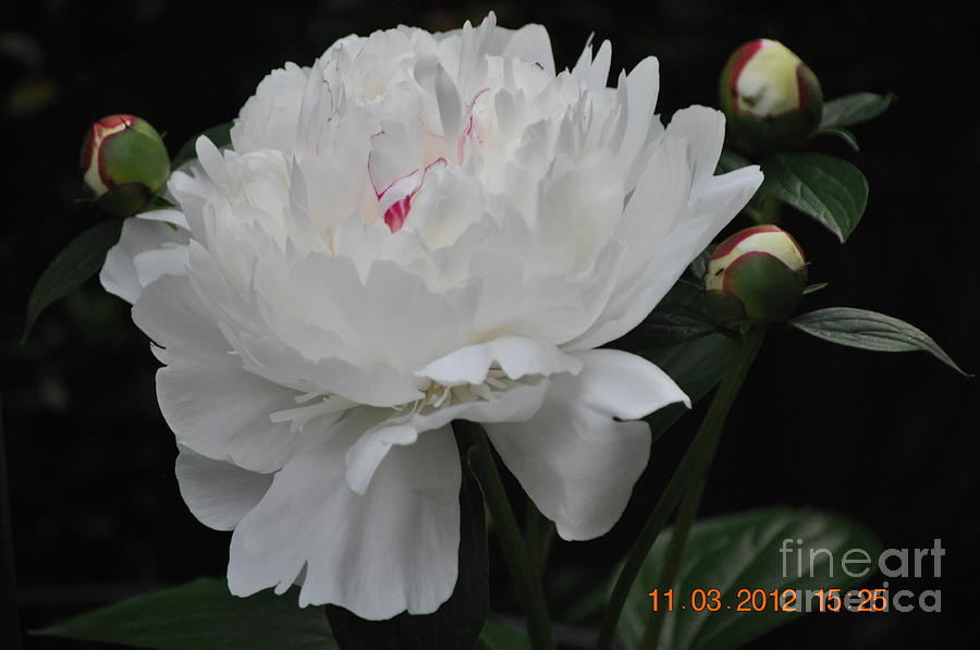 Peonies in Bloom Photograph by Nona Kumah
