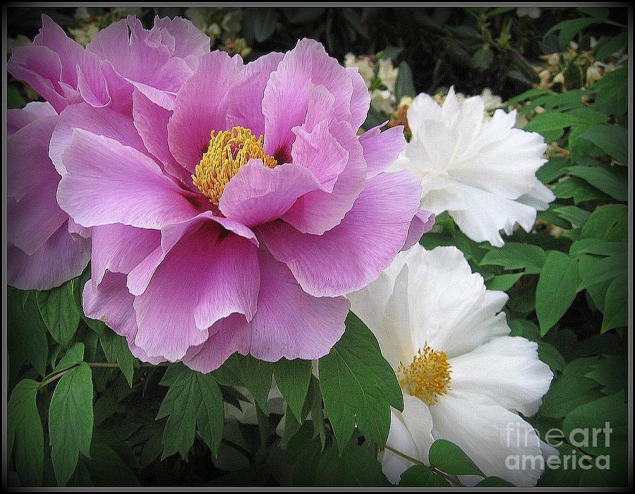 Nature Photograph - Peonies in White and Lavender by Dora Sofia Caputo