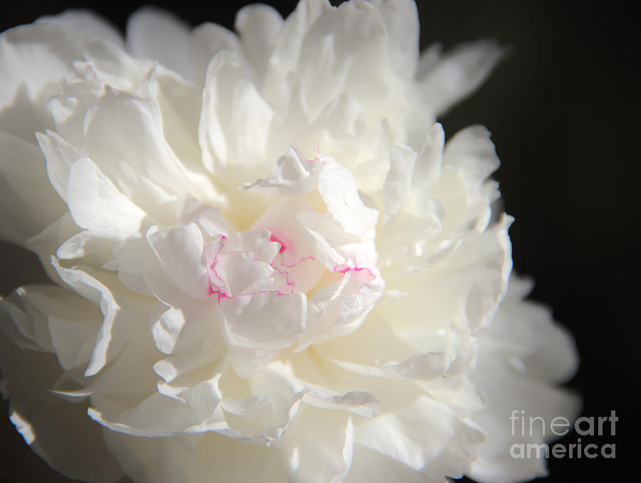Peonies Photograph by Jeannette Hunt