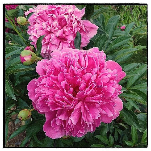 Peonies Photograph - Peonies by Paul Cutright