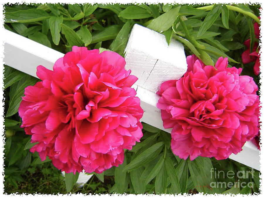 Peonies Resting on White Fence Photograph by Barbara A Griffin