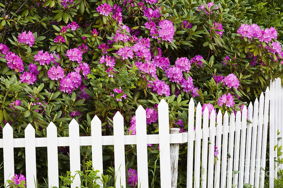 Peonies With Fence Photograph by Alan L Graham