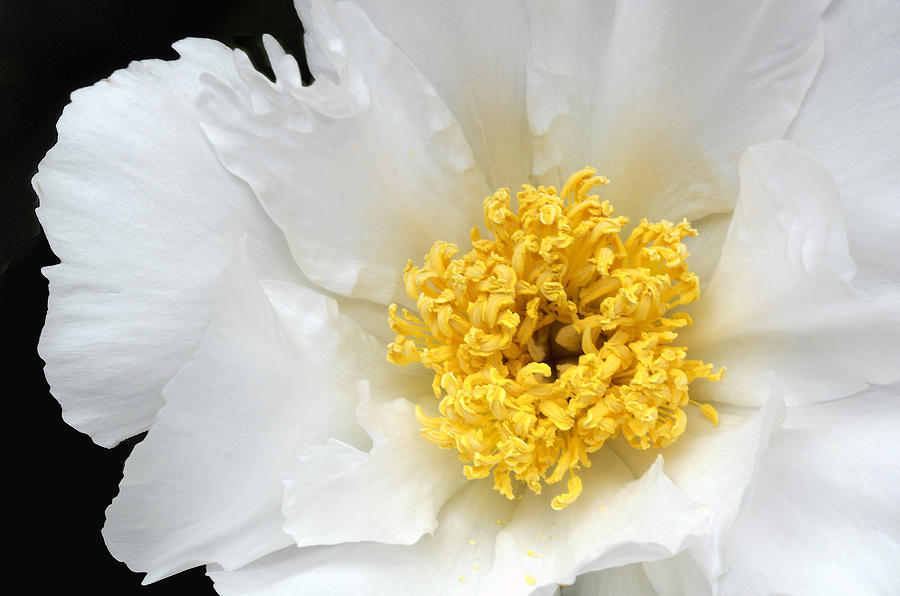 Peony A Sign of Spring Photograph by Dave Mills