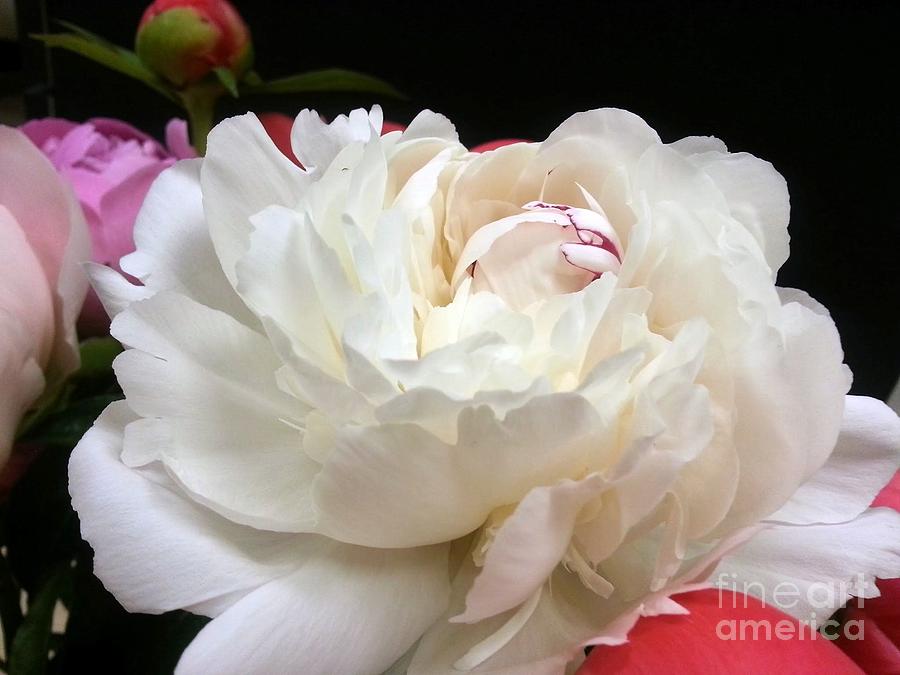 Peony Addiction Photograph by Heather L Wright