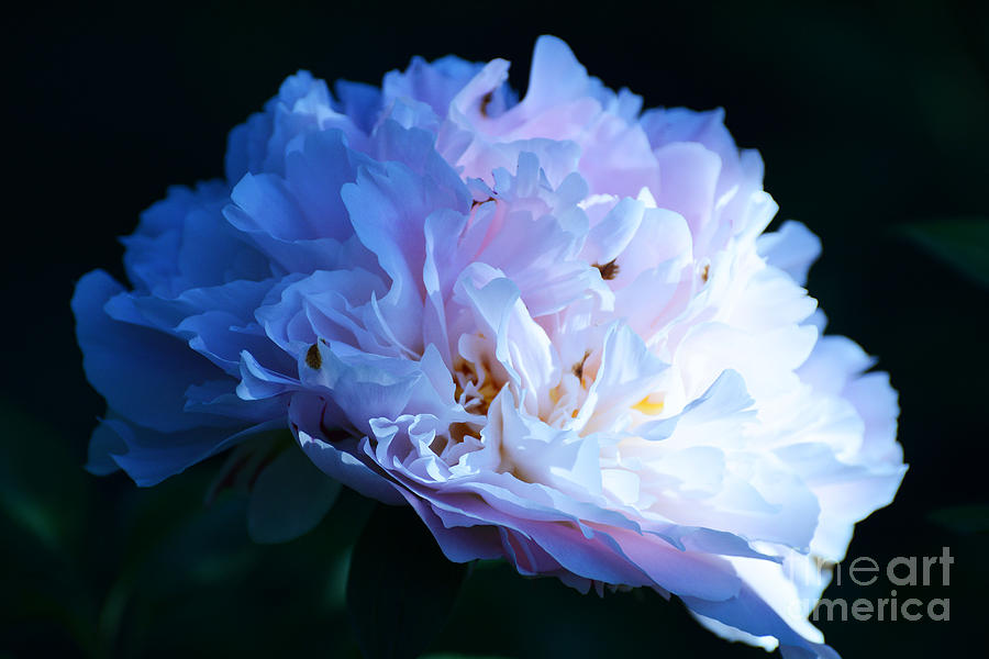 Peony at dusk Photograph by Cindy Manero
