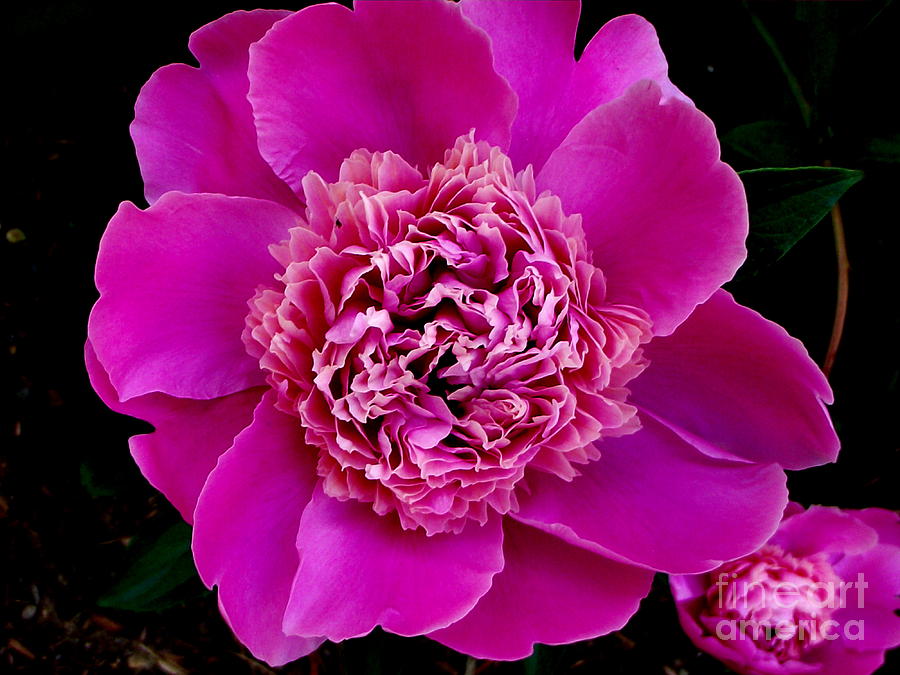 Peony Beauty Photograph by CapeScapes Fine Art Photography - Fine Art ...