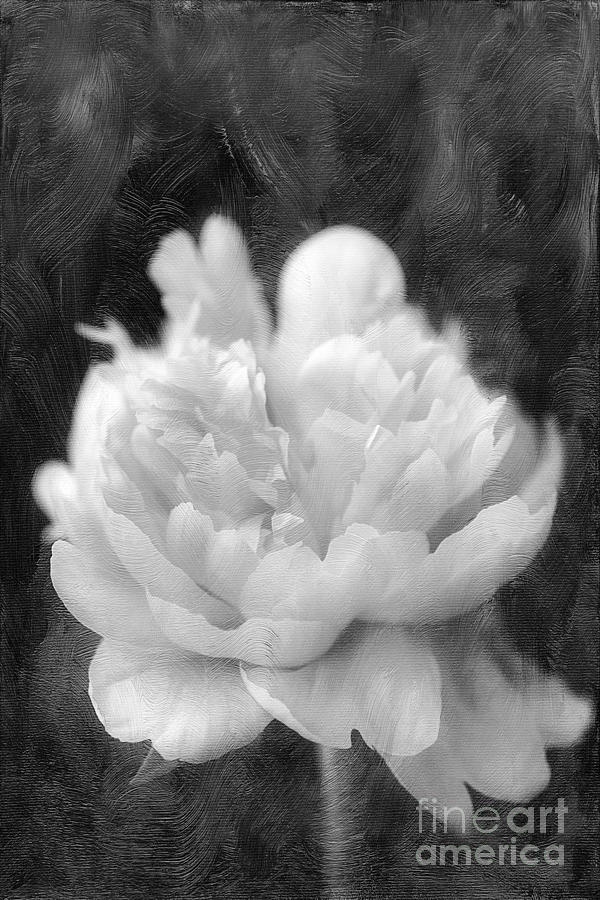 Peony  Black and White Photograph by Darren Fisher