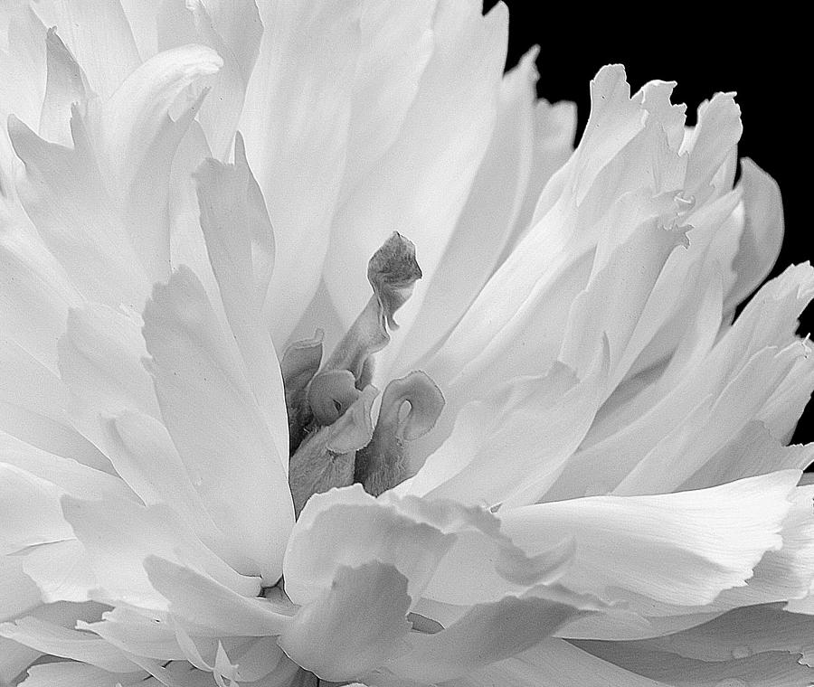Black and White Peony I Photograph by Joan Han