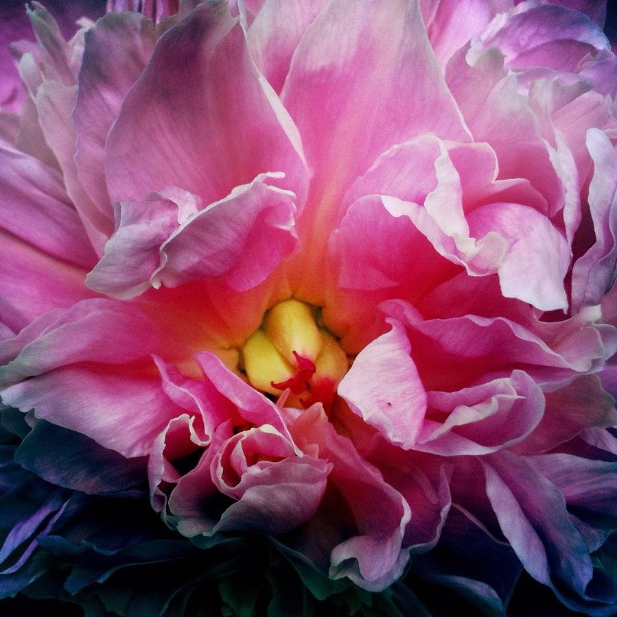 Peony bomb Photograph by Erin DeRosa - Fine Art America