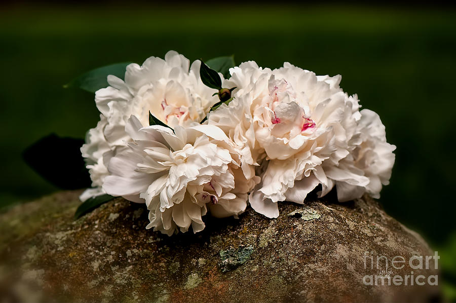 Peony Bouquet On Mossy Rock Photograph by Lois Bryan