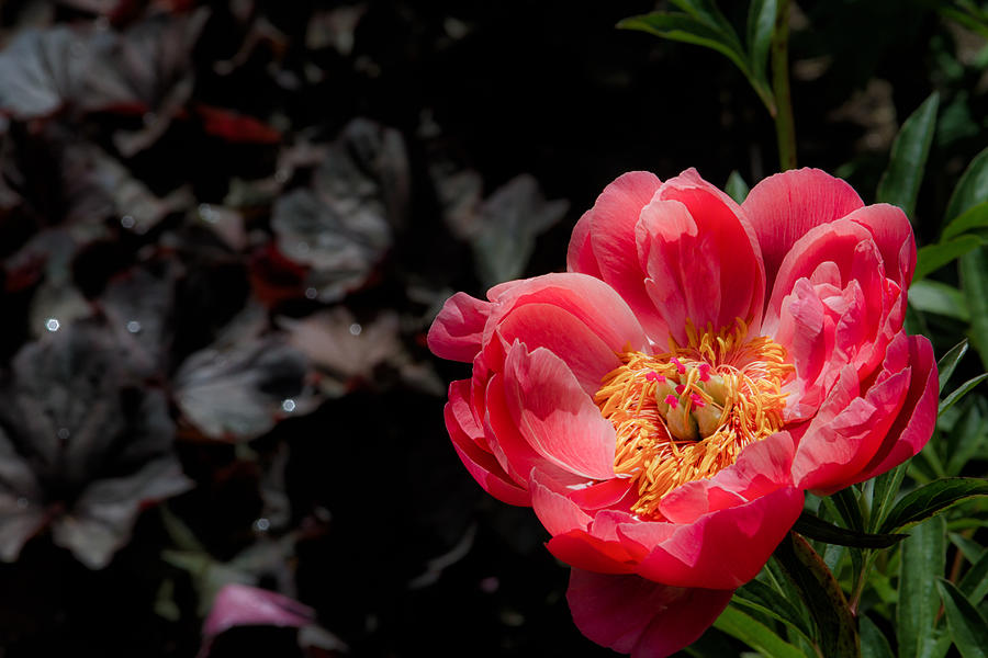 Peony Photograph by Brian Caldwell