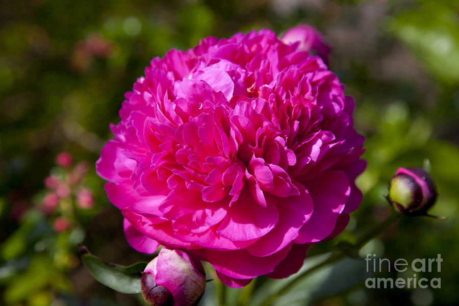 Peony Photograph by Brian Jannsen